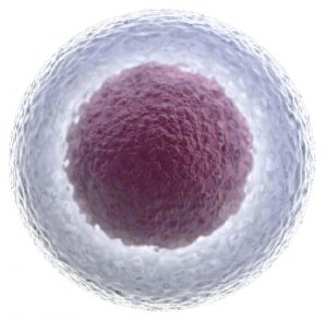 Maticne-celije-PG-5